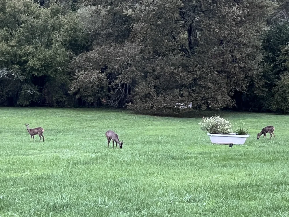 Biches dans le domaine du Clos des Buis