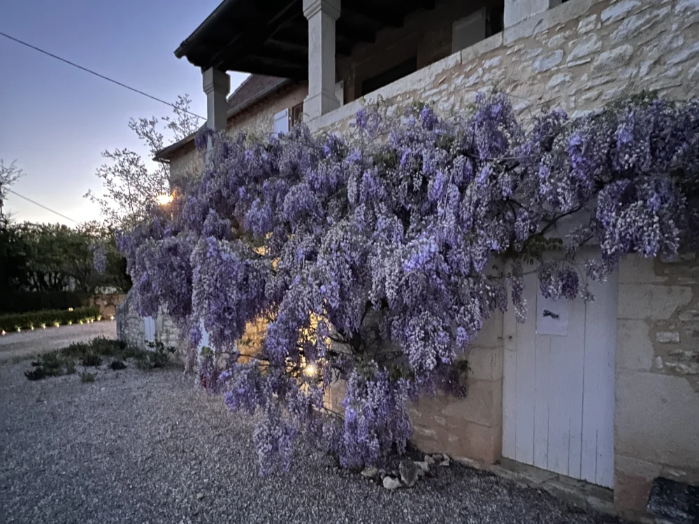 Le mur du gîte couvert de glycine violette